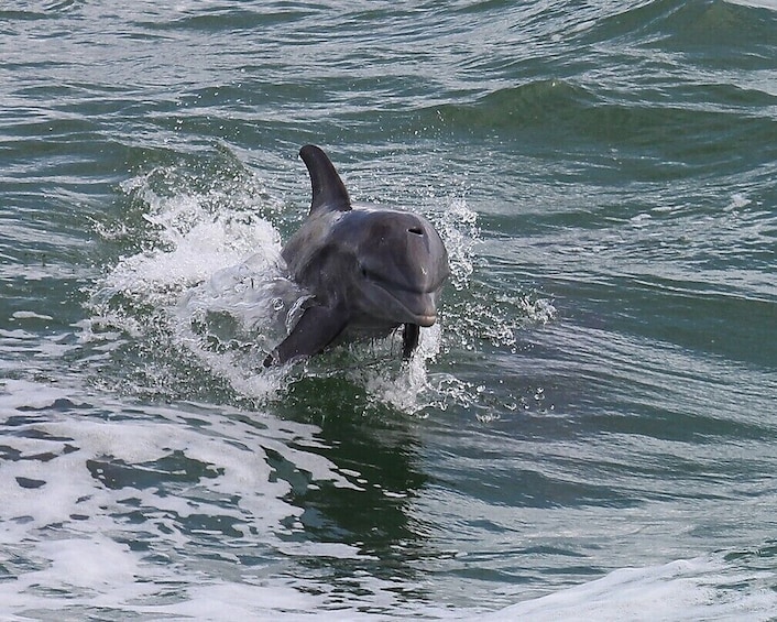 Wild Dolphin Exploration Boat Ride and Clearwater Beach Day 