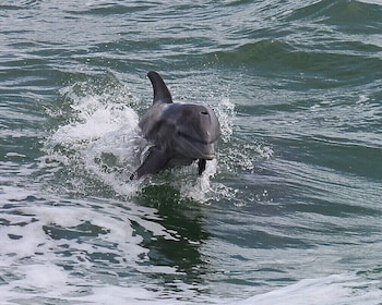 Wild Dolphin Encounter Exploration Boat Ride and Clearwater Beach Day 