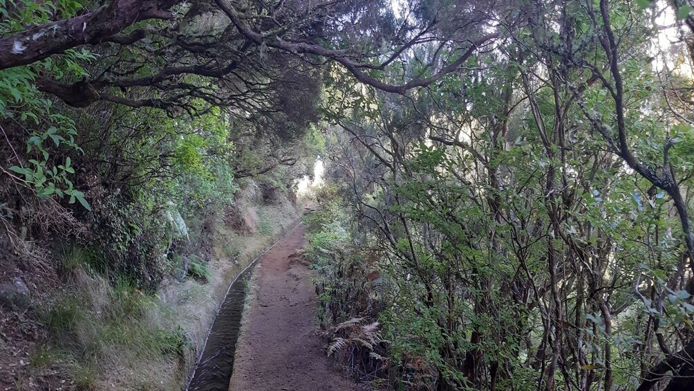 Private Service VIP Alecrim Levada Walk