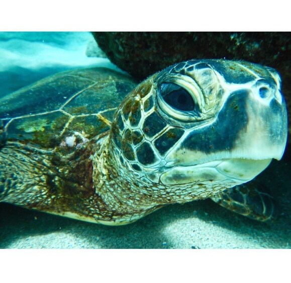 Afternoon West Maui Snorkel 