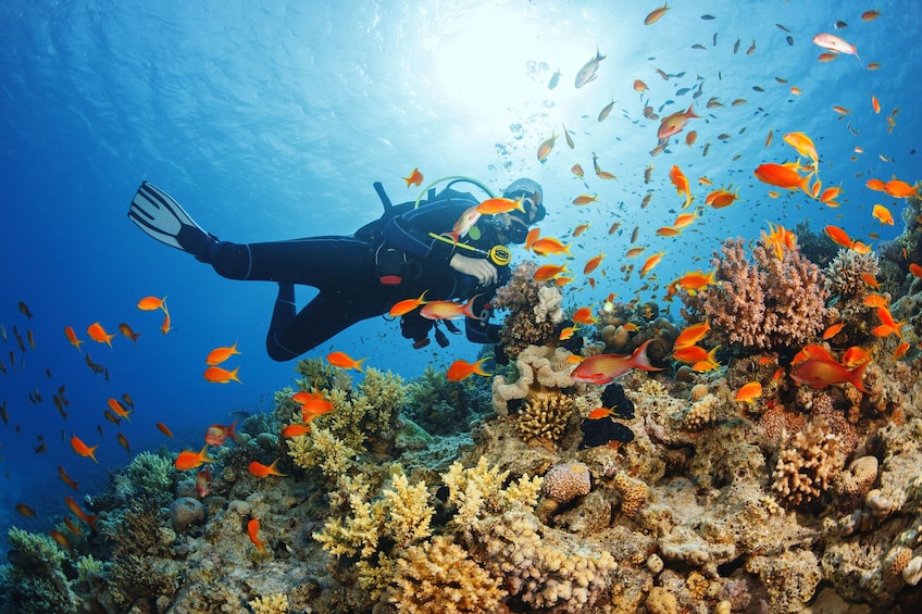 Show item 1 of 10. Join-in Tour: Marmaris Scuba Diving in crystal clear waters