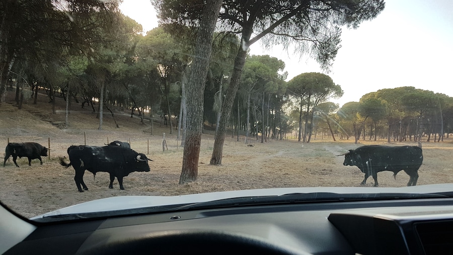 Visit a brave bull farm from Madrid