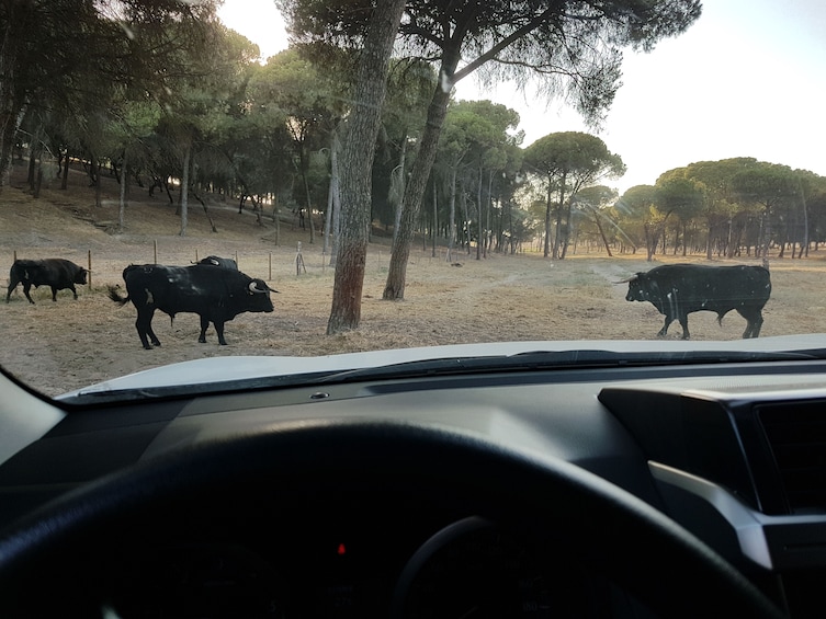 Visit a brave bull farm from Madrid