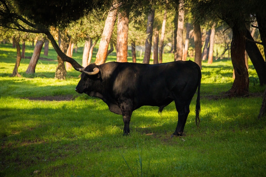 Visit a brave bull farm from Madrid