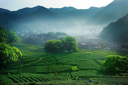 Excursión privada de un día a Hangzhou, el cielo en la tierra