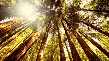 Tour con visita di Muir Woods, Sausalito e delle sequoie giganti