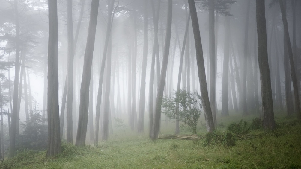 View of the trees at Muir Woods National Monument on a foggy day in San Francisco