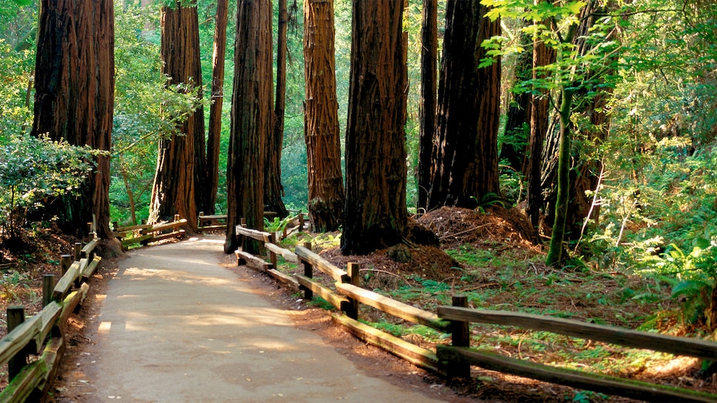 Serene view of the View of the trees at Muir Woods National Monument in San Francisco