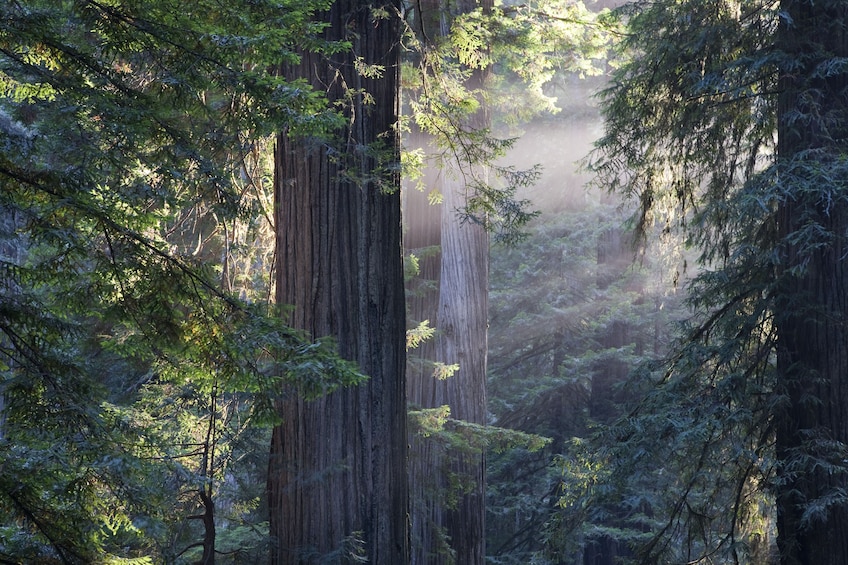 Muir Woods and Sausalito with Optional Return Ferry Ticket