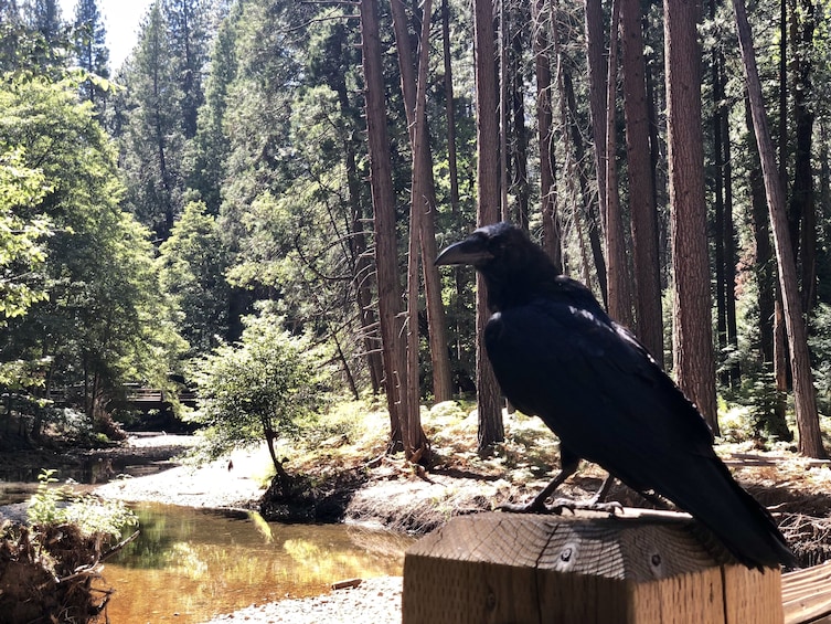 Cargar ítem 4 de 10. Yosemite National Park - Full Day Tour from San Francisco