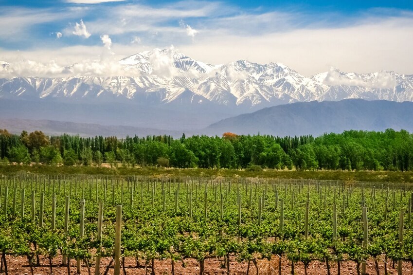 Private Day Trip Mendoza Wineries with Airfare from Buenos Aires