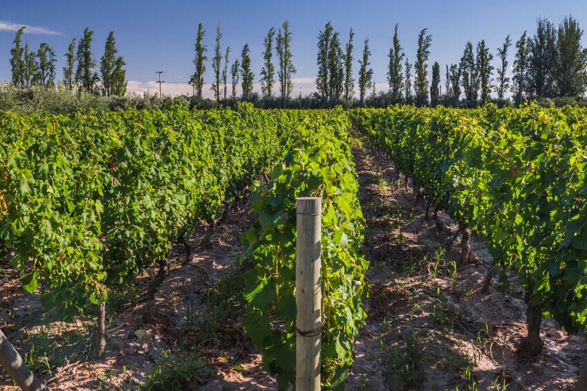 Private Day Trip Mendoza Wineries with Airfare from Buenos Aires
