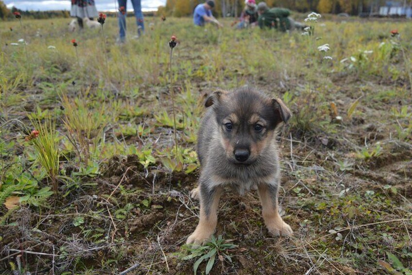 Puppy walk