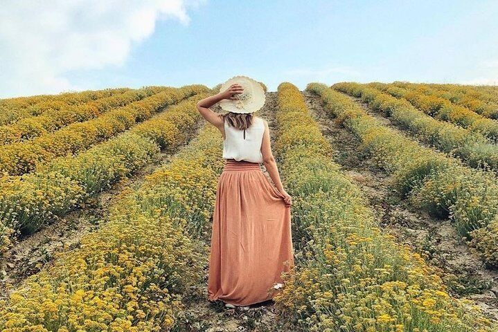 Immortelle farm in June.