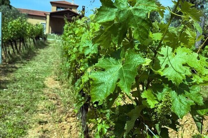 与侍酒师一起的私人葡萄酒之旅 - 神奇的 Bolgheri（2 个酒庄）
