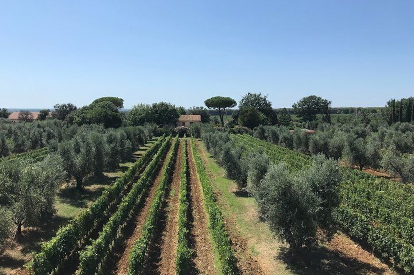 Bolgheri wine tour