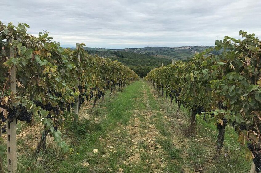 Chianti Classico Wine Tour