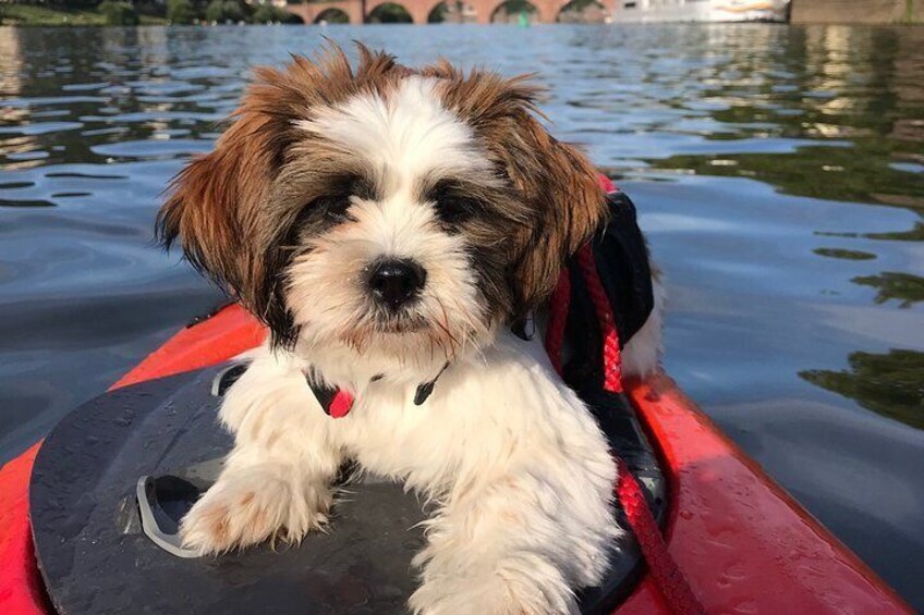 Kayak-Tour in Heidelberg on river Neckar