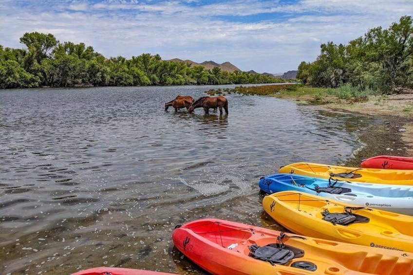 Salt River Kayaking Trip