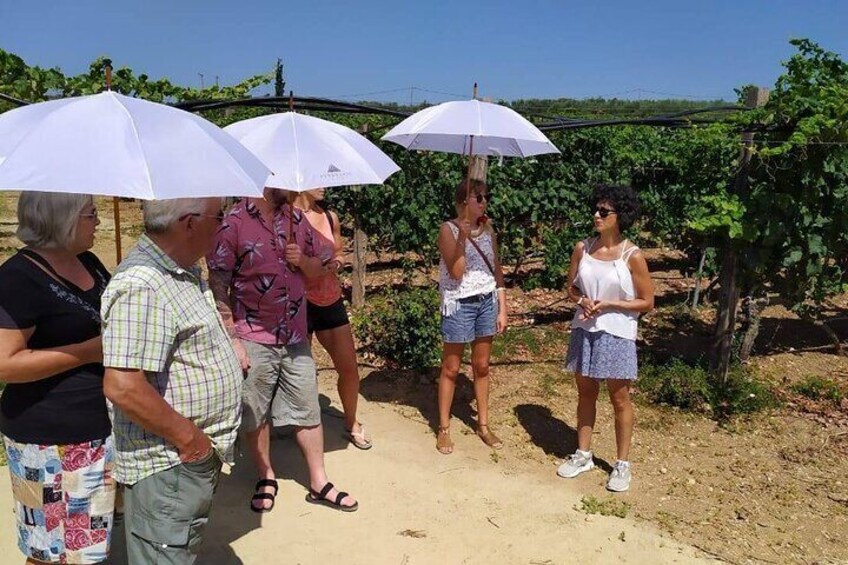 LUXURY PRIVATE Wine Tasting in CRETE