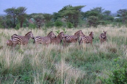 Tsavo East Amboseli and Tsavo West Safari 4 Days From Malindi