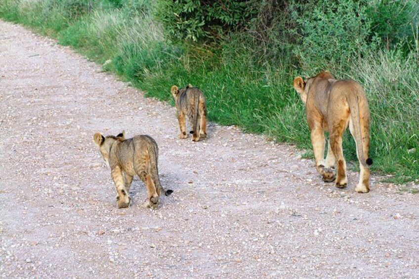 7 Days Tsavo East ,Taita, Amboseli and Sanctuary Safari