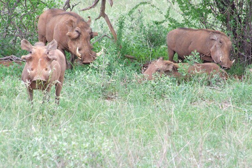 7 Days Tsavo East ,Taita, Amboseli and Sanctuary Safari