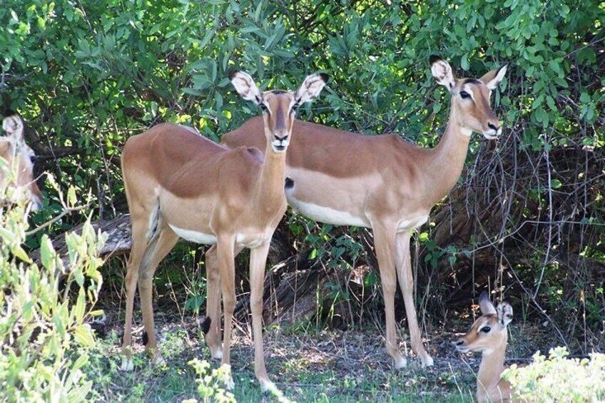 7 Days Tsavo East ,Taita, Amboseli and Sanctuary Safari