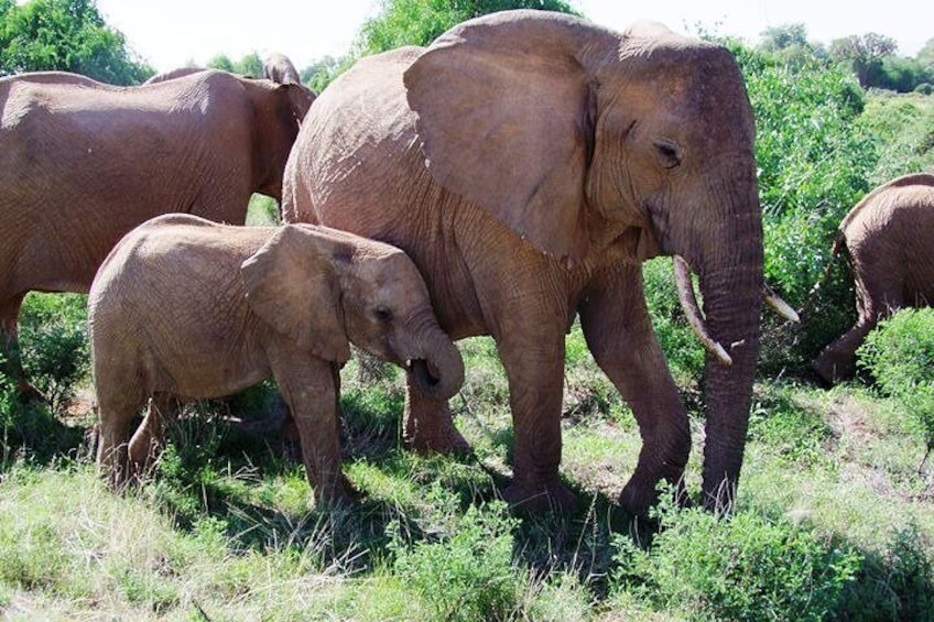 7 Days Tsavo East ,Taita, Amboseli and Sanctuary Safari