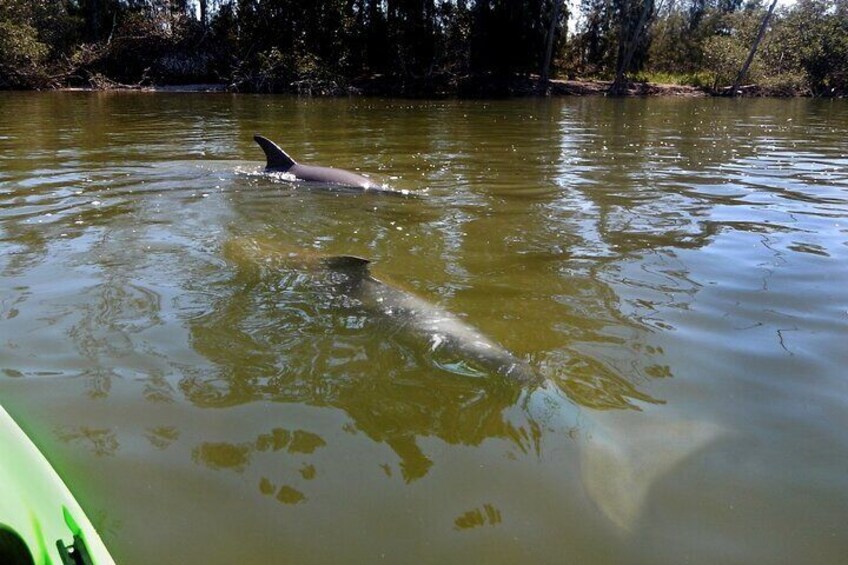Manatee and Dolphin Kayaking Encounter
