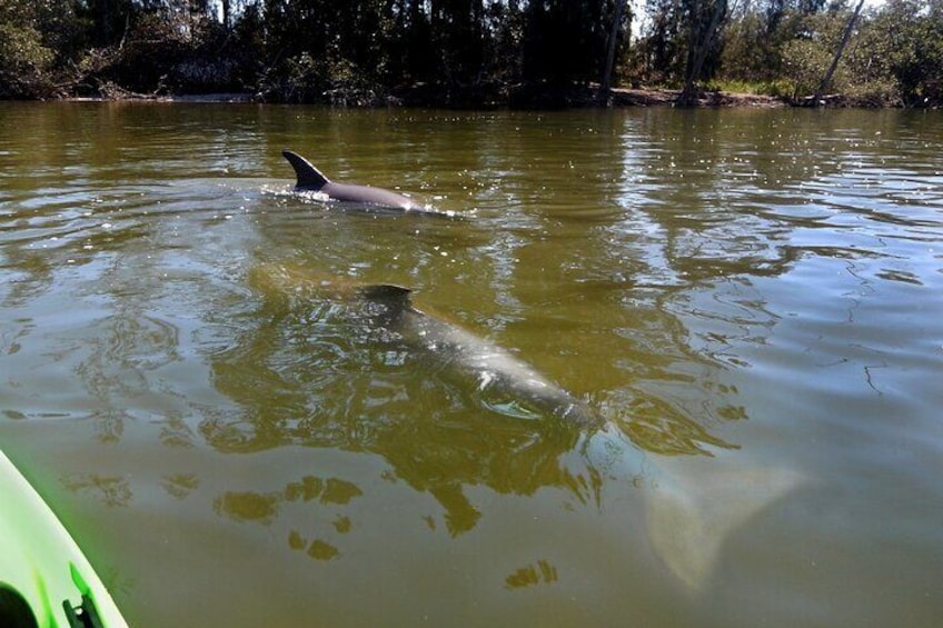 Manatee and Dolphin Kayaking Encounter