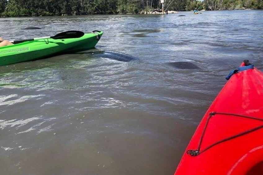 Manatee and Dolphin Kayaking Encounter