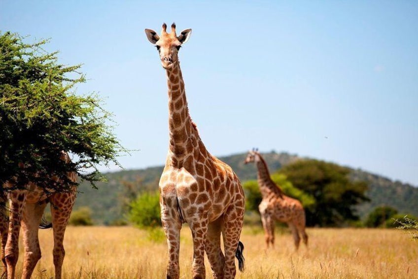 One day Drive Safari of Isimangaliso Wetland Park From Durban