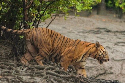 Discover Sundarbans Tigers and Mangroves Same Day From Kolkata