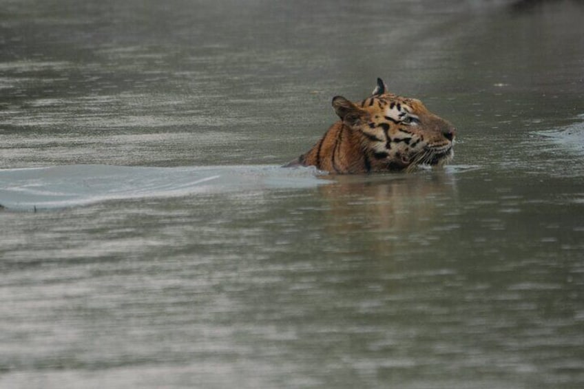 tiger swimming proficiently