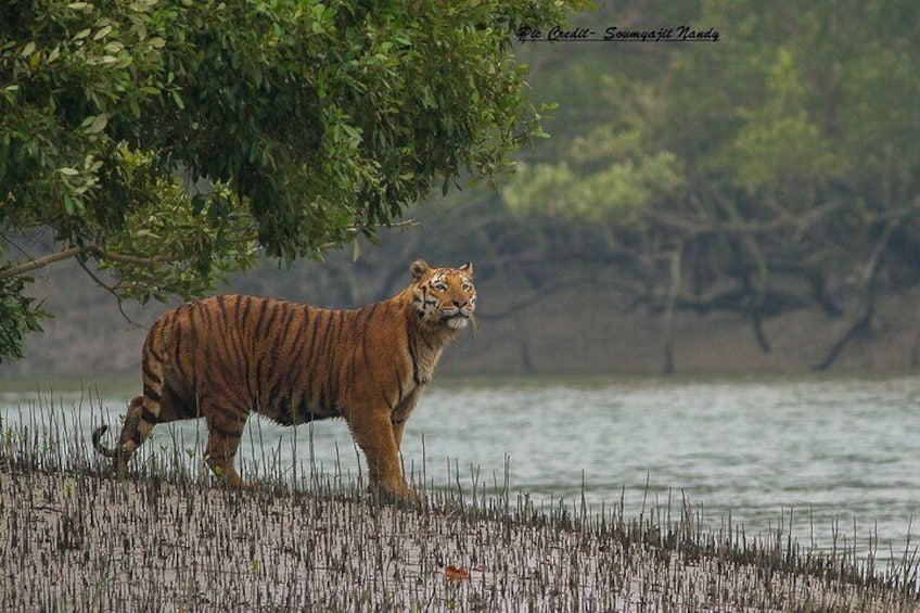 tiger in the mongroves