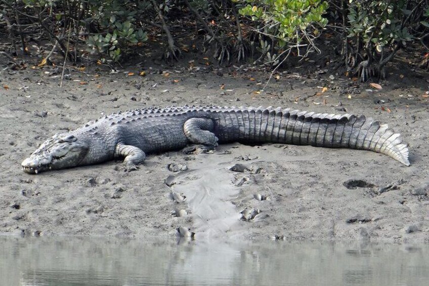 salt water crocodile