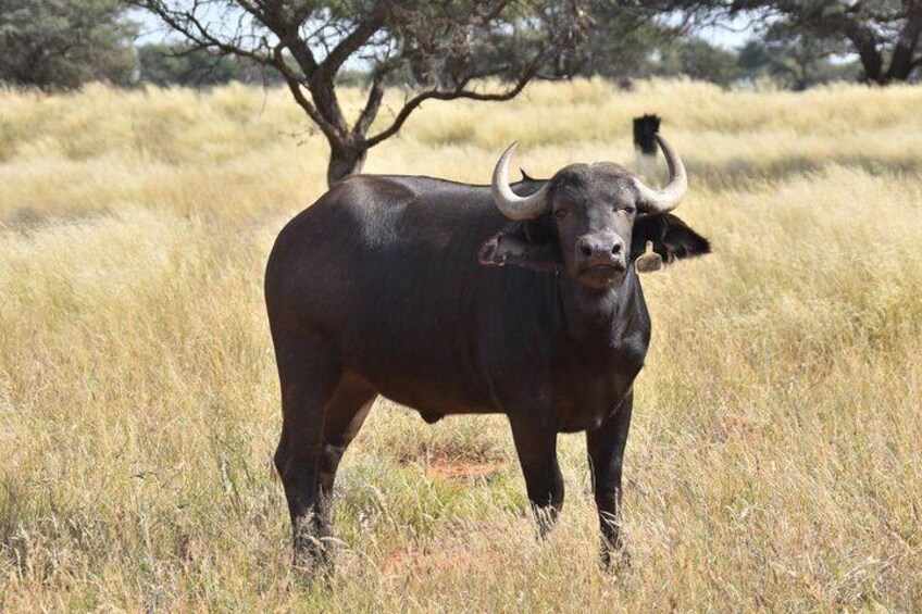 Isimangaliso Wetland & Hluhluwe Imfolozi Game Reserve 3 Day Tour From Durban