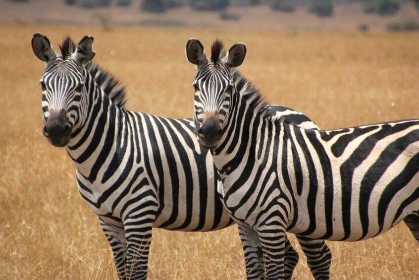 Isimangaliso Wetland & Hluhluwe Imfolozi Game Reserve 3 Day Tour From Durban