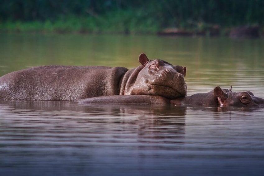 3 Days Isimangaliso Wetland & Hluhluwe Imfolozi Tour From Durban