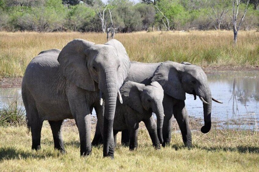 Isimangaliso Wetland & Hluhluwe Imfolozi Game Reserve 3 Day Tour From Durban