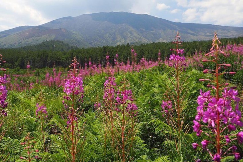 Overview of the epilobium on the north side (July)