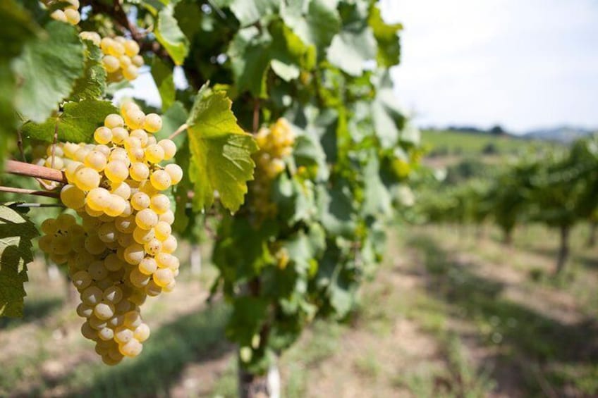 white grapes