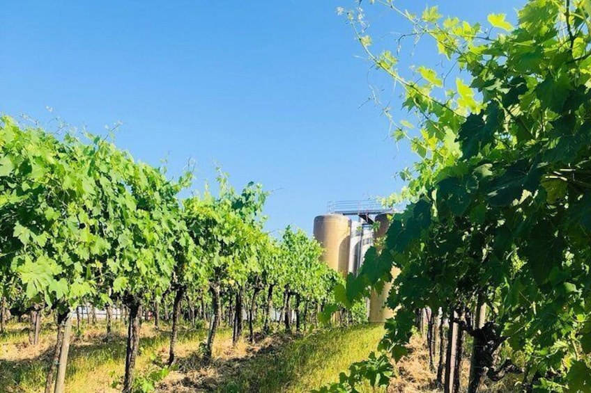 vineyards in front of the cellar