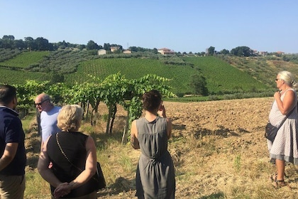 Knowledge, passion and love for the earth Walk through the vineyards taste ...