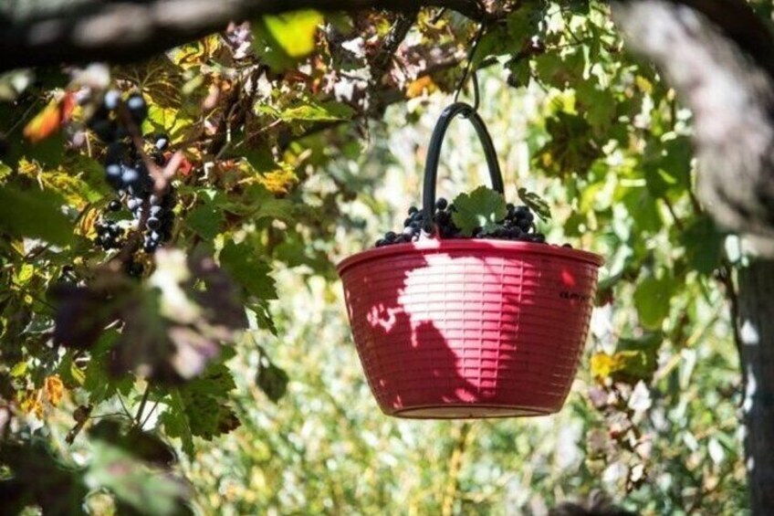 Wine tasting at the Apicella winery