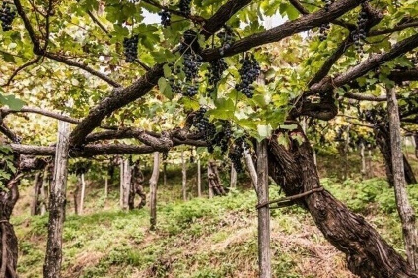 Wine tasting at the Apicella winery