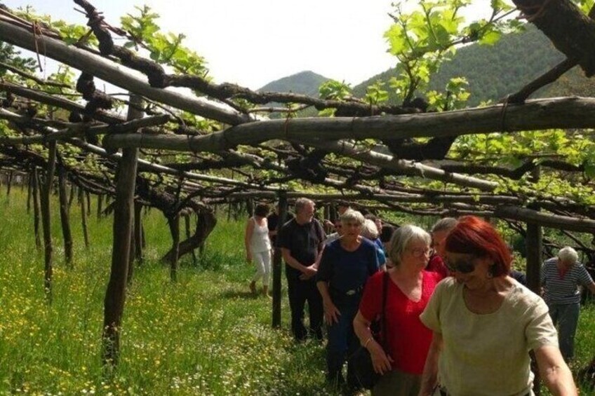 Tenuta San Francesco Wine Tasting