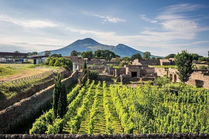 Vesuvius, Pompeii (private guide),vineyards and winery tour, lunch wine taste .