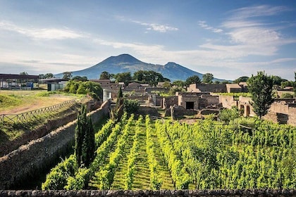 Vesuvius, Pompeii (private guide),vineyards and winery tour, lunch wine tas...